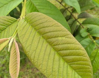 20x Fresh Guava Leaves, 100% Natural, A lot of Benefits, Get the Best Fresh Leaves for a Great and Delicious Tea Ever !