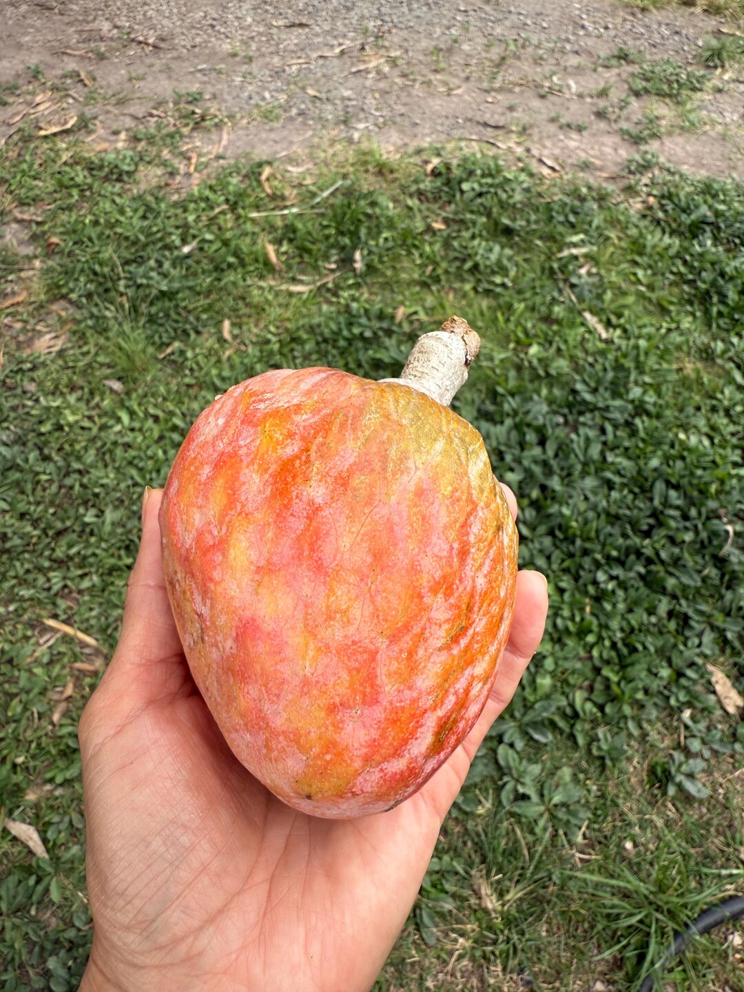 10x Seeds Heart Custard Apple, Corazon, Annona Reticulata, Good Quality ...