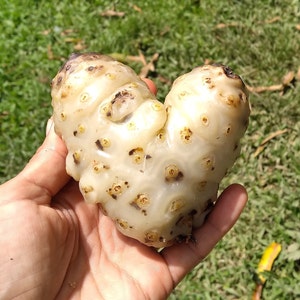May include: A white fruit with brown spots shaped like a heart. The fruit is being held in a hand.