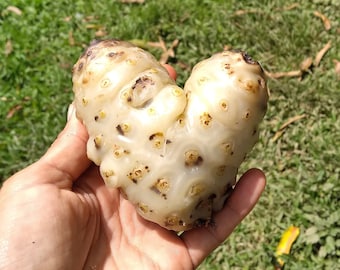 May include: A white fruit with brown spots shaped like a heart. The fruit is being held in a hand.