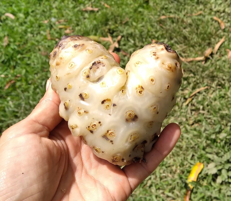 May include: A white fruit with brown spots shaped like a heart. The fruit is being held in a hand.