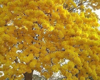 20x Yellow Guayacan seeds/Handroanthus chrysotrichus, FREE Shipping,  Good for shade, Wood and Amazing Yellow Flowers !