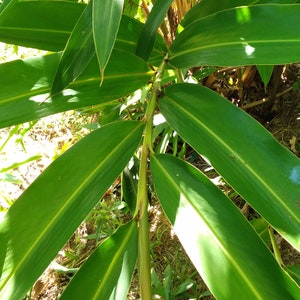 May include: A close-up of a green plant with long, narrow leaves. The leaves are arranged in a fan shape, with the stem of the plant visible in the center. The plant is growing in a garden setting.