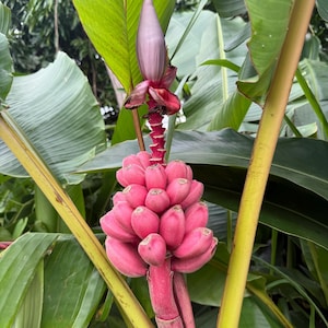 20x Seeds Pink Bananas Dwarf, Rare and Exotic, Edible, Beautiful Ornamental Banana, Can be grow Indoors and Outdoors !