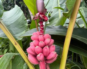 20x Seeds Pink Bananas Dwarf, Rare and Exotic, Edible, Beautiful Ornamental Banana, Can be grow Indoors and Outdoors !