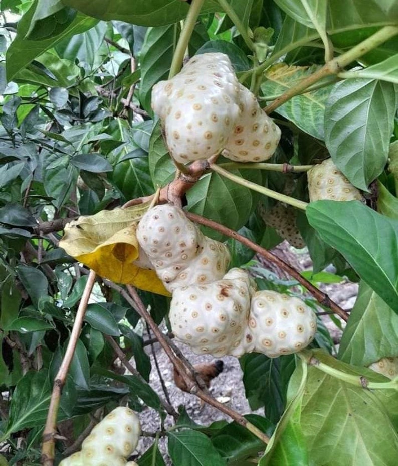 May include: Close-up of a branch of a tree with several white, bumpy fruits. The fruits are clustered together and have a textured surface.