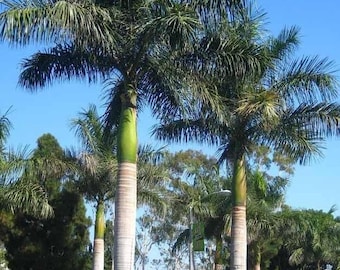 10x Royal Palm Seeds, Resort Style, Cuban Royal, Elegant Tropical Palm, Pool Side, Ornamental, Landscape, Container, Sun Loving,