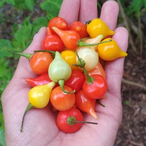 10x Seeds Brazilian Biquinho Peppers, Mix Color Seeds, Colorful Glossy Peppers, Rare and Unique shape, Delicious Sweet and Spicy Flavor !