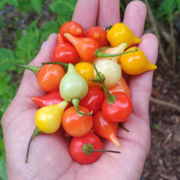 Rare Pepper Seeds Etsy