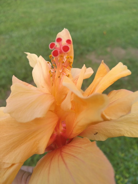 シルクスクリーン chinese bellflower 25/75 シルクスクリーン chinese