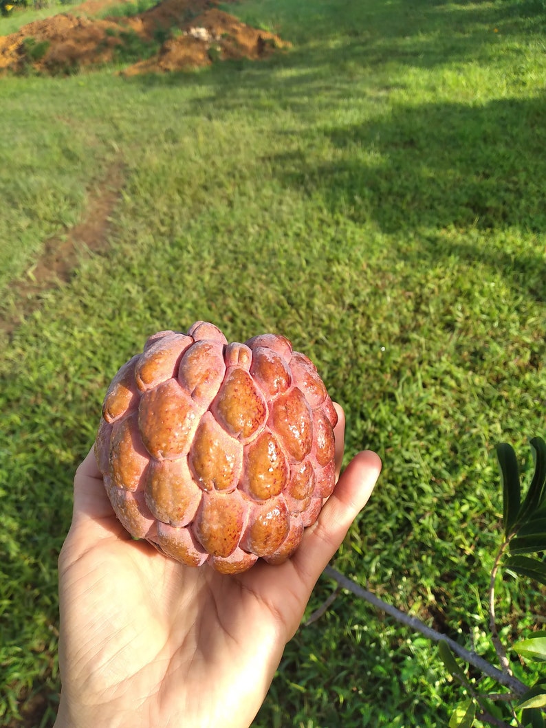 10 Red Custard Apple Seeds Rare Exotic and Delicious Etsy