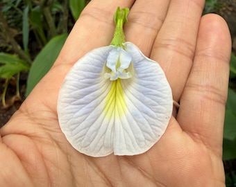 White/Light Blue Butterfly Pea 10 Seeds, Clitoria Ternatea, Aparajita, Asian Pigeon wings
