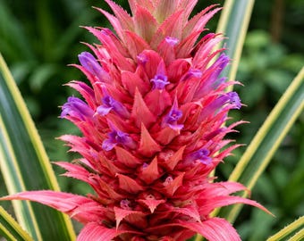 2 Live Pink Pineapple Shoots, Variegated Ananas comosus, Collector’s Tropical Treasure, Ornamental Fruit