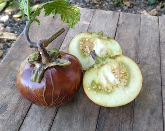 50x Brazilian Potato Tree Seeds: Giant Solanum
