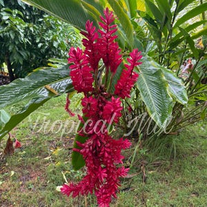 Red Alpinia, Tahitian Double, 3 Plants,  Alpinia Purpurata, Tropical Ostrich Plume, 4-6 Inches Tall
