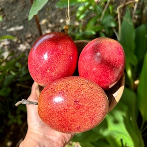 10 Panama Red Passion Fruit Seeds: Rare Tropical Maracuya