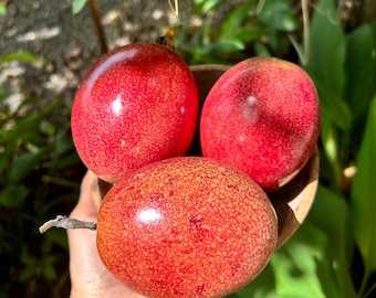 10 Panama Red Passion Fruit Seeds: Rare Tropical Maracuya