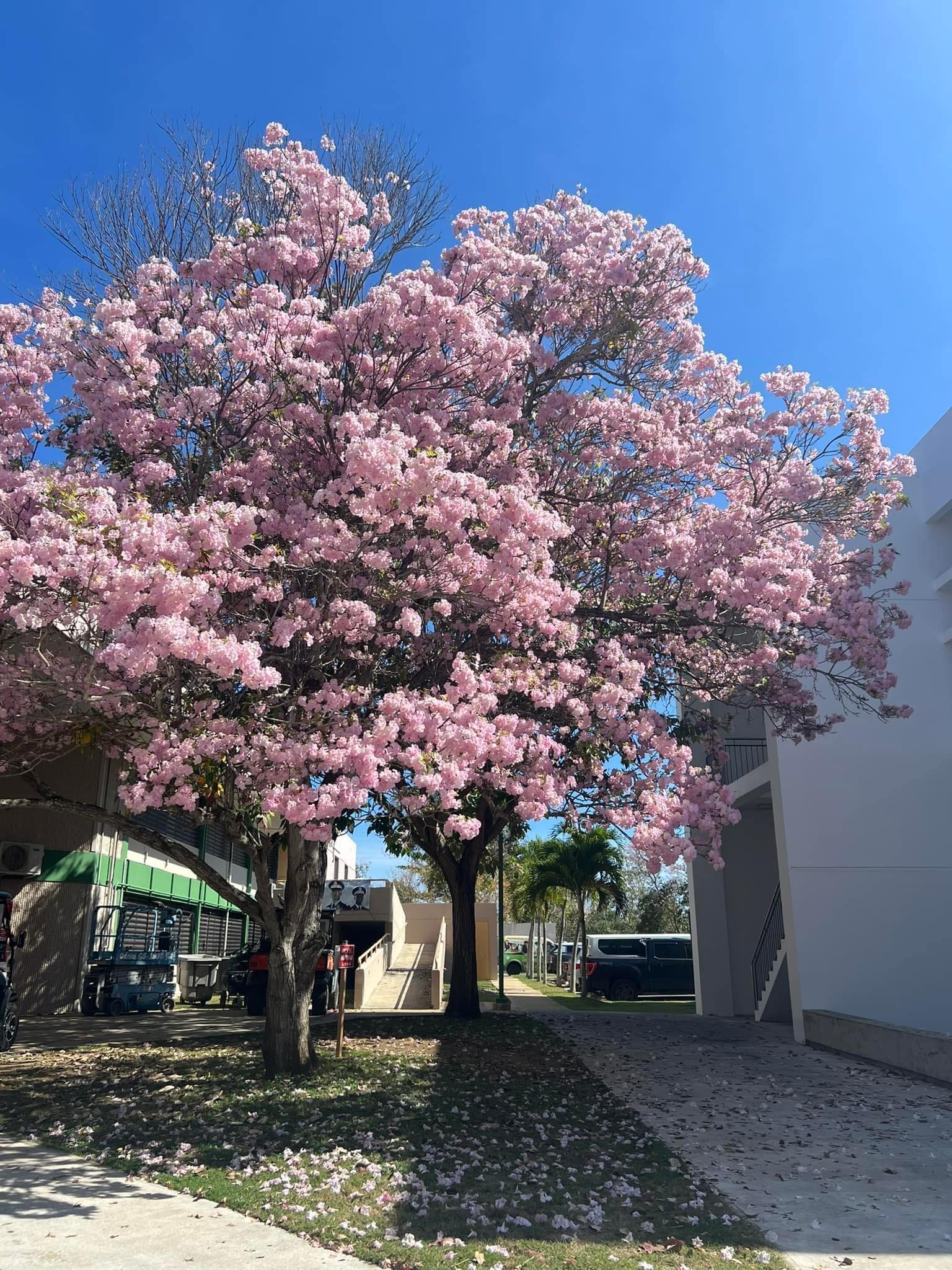 20x Pink Oak Tree Seeds/Tabebuia rosea - Fresh seeds, A beautiful tree for its bright pink flowers.