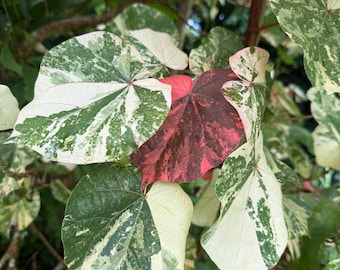 Tricolor Mahoe Cuttings, Variegated Sea Hibiscus, Pink Green White Foliage (5 Cuttings)