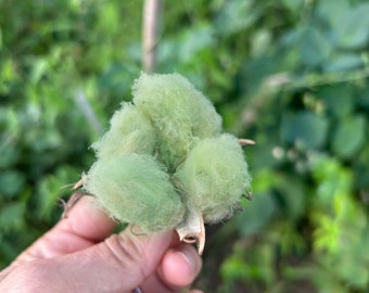Green Cotton 6 Seeds, Naturally Colored Fiber, Gossypium hirsutum L.