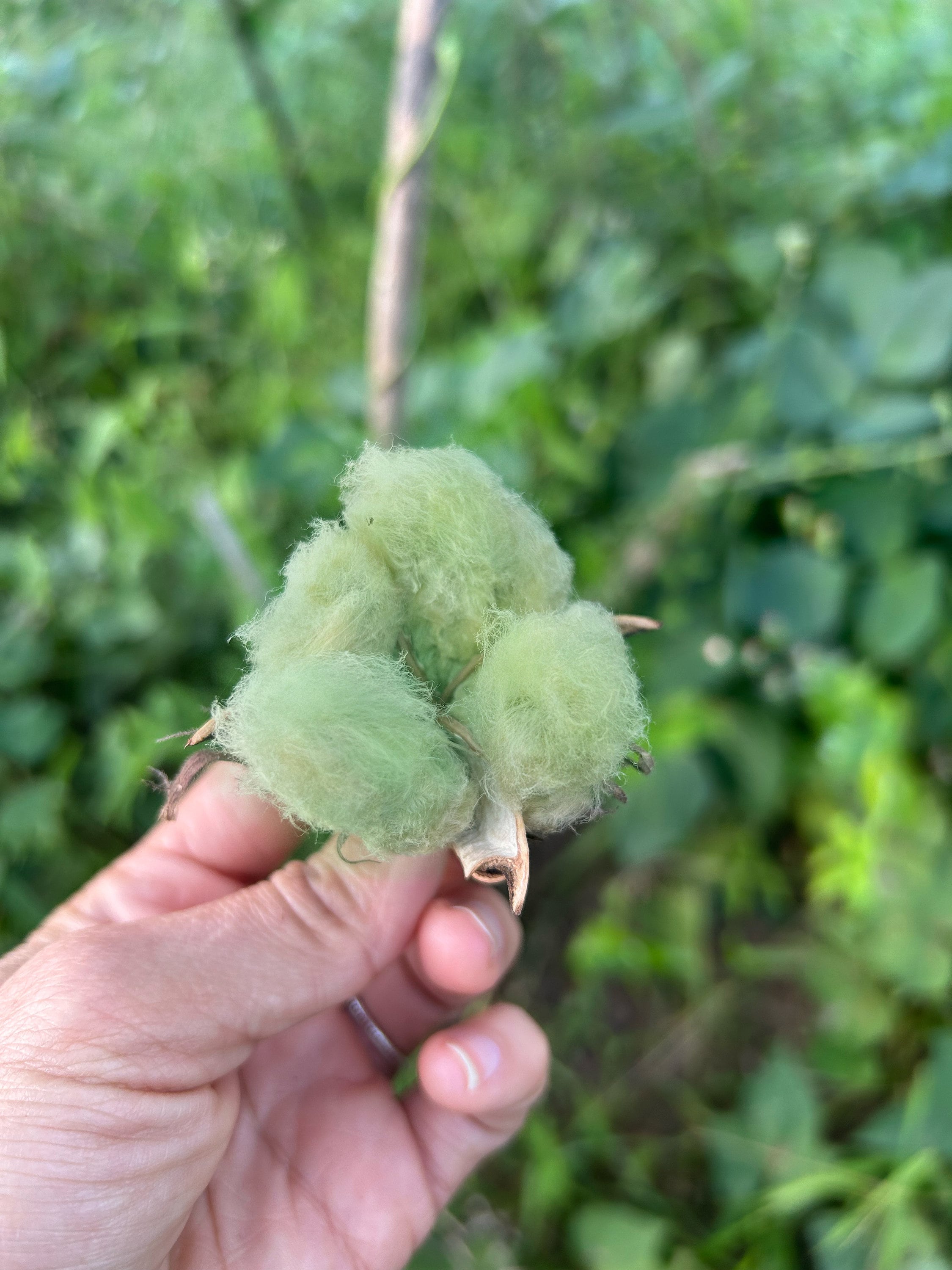 【美品】pretty green m-65 brown archive 美品】pretty green m-65 brown archive 美品】pretty green m