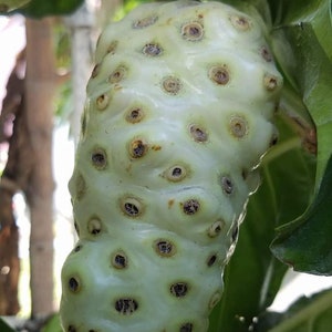 May include: A close-up of a green noni fruit with a bumpy, textured surface. The fruit is covered in small, brown spots.