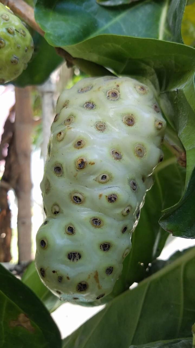 May include: A close-up of a green noni fruit with a bumpy, textured surface. The fruit is covered in small, brown spots.
