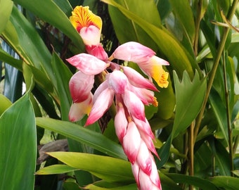 2x Shell Ginger Rhizomes with the Stalks Alpinia Zerumbet Harvested fresh FREE shipping included !!