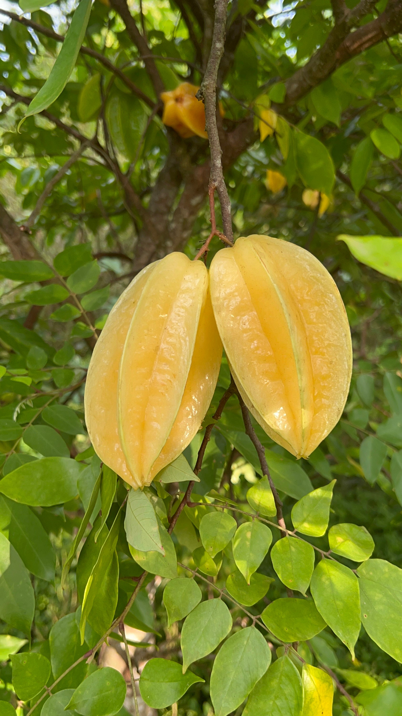 Ballsey Star fruit ショートジレ Star Fruit 10 Seeds, Carambola, Tropical Garden Tree - Etsy
