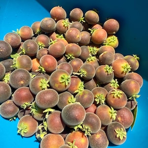 20x Ceylon Gooseberry Seeds, Ketembilla Cranberry Dovyalis hebecarpa 100%Natural  Easy to Grow Very Productive and Nutritious FREE Shipping