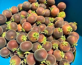 Ceylon Gooseberry 20 Seeds: Dovyalis hebecarpa, Easy to Grow