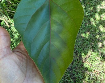 20 Achiote Annatto, Fresh Leaves, Bixa Orellana, 100% Organic