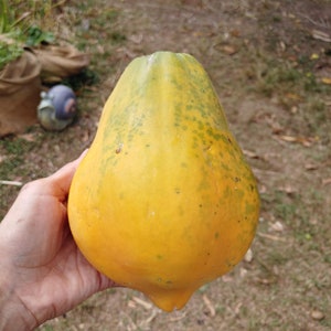 20x Fresh Papaya Seeds: Pure, Nutritious Lechoza