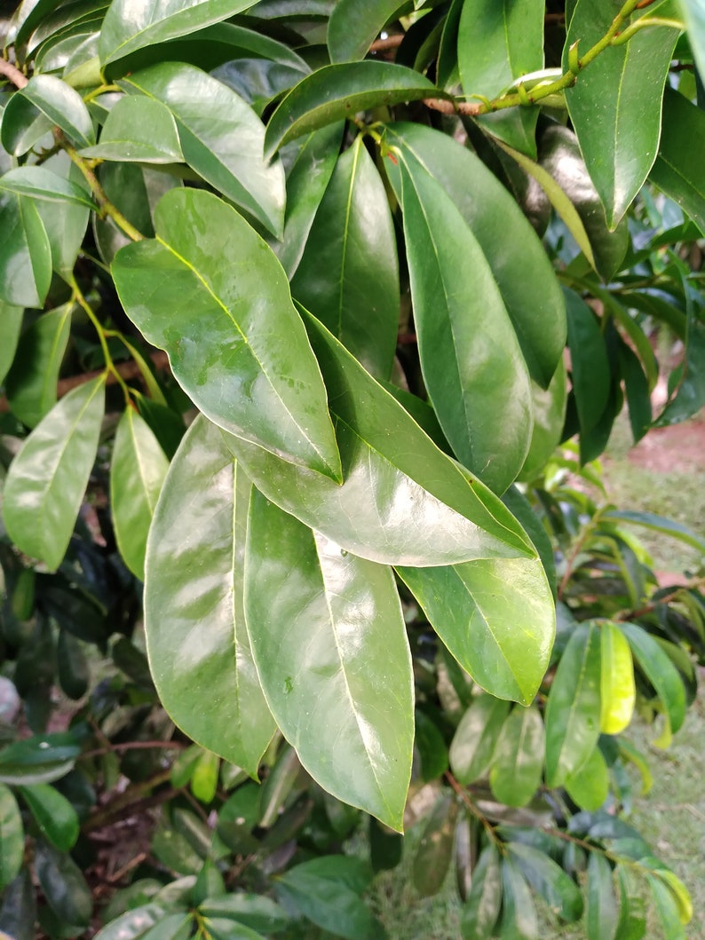 20 Fresh Soursop Leaves/guanabana 100 Natural A Great Etsy