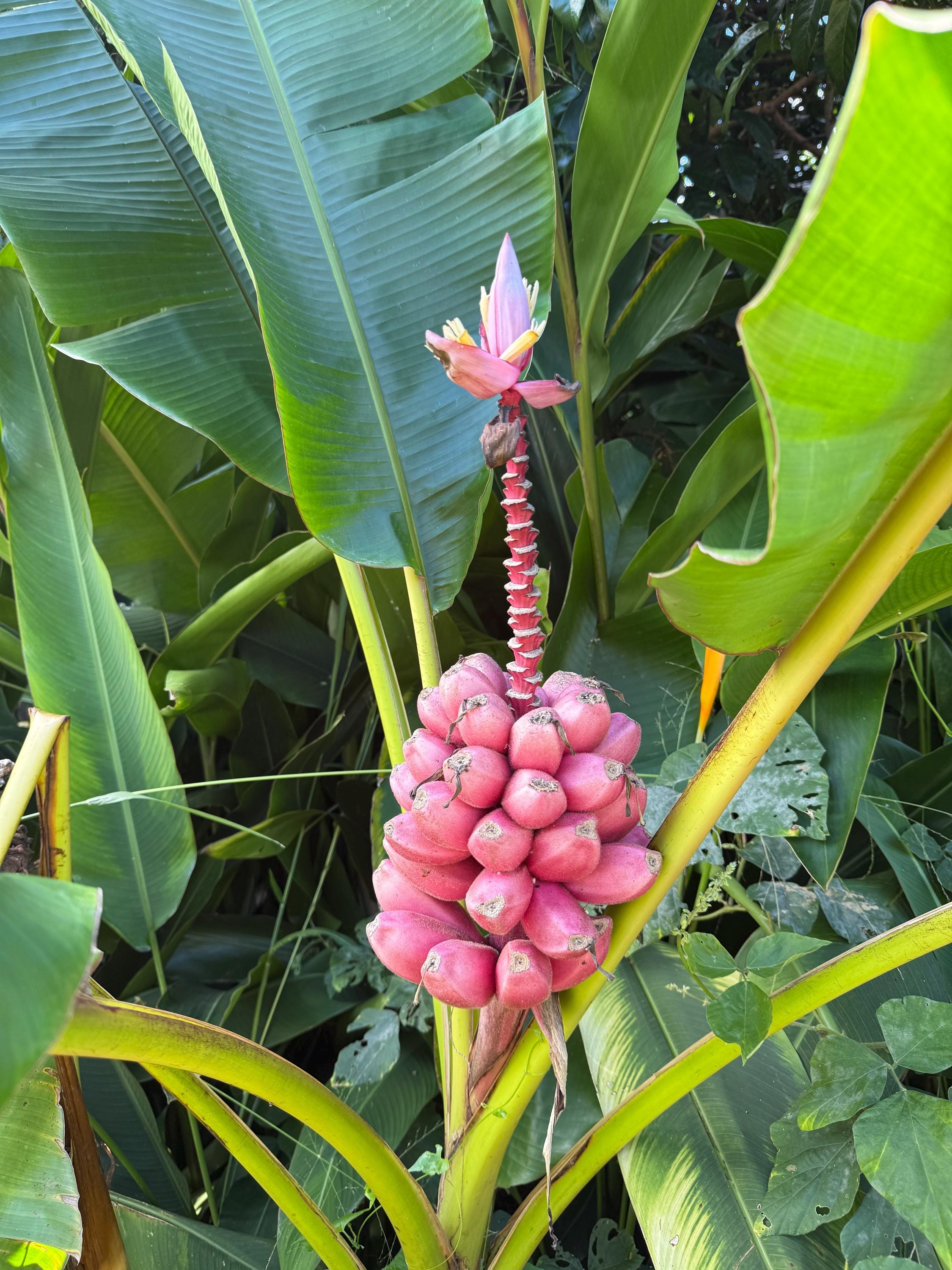 Pink Banana 20 Seeds: Dwarf Ornamental Edible Banana Plant, Musa