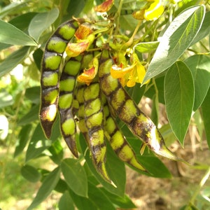 25x Seeds White Pigeon Peas Cajanus cajan, Gandules seeds, FREE Shipping, Easy fast growing seeds, Grow your own image 7