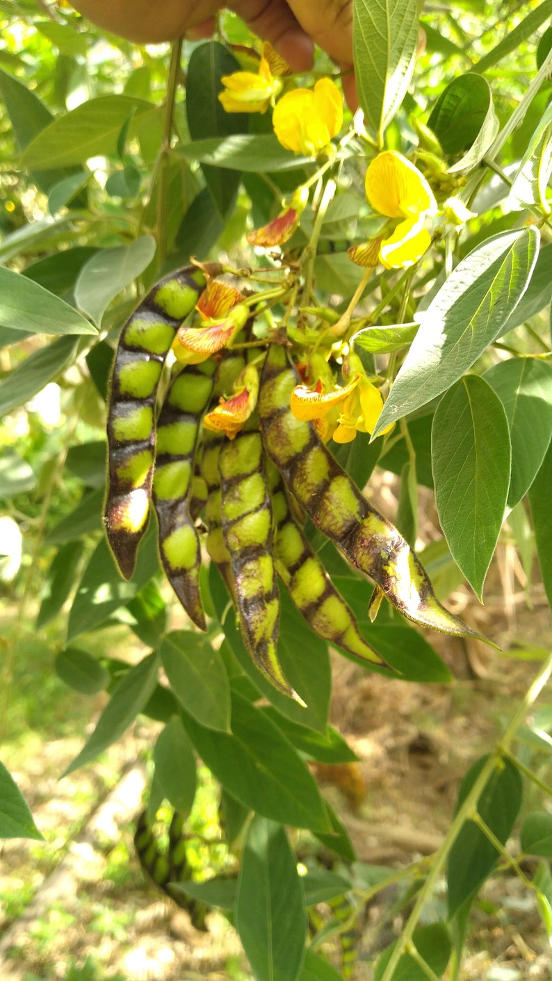 25x Seeds White Pigeon Peas Cajanus cajan, Gandules seeds, FREE Shipping, Easy fast growing seeds, Grow your own image 7