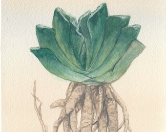 Print, Green Succulent Watercolor