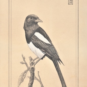 Perched Magpie Print, 8x10