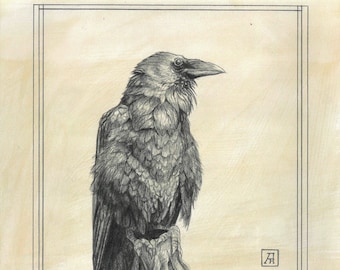 May include: A black and white pencil drawing of a crow perched on a branch. The crow is facing to the right and has a detailed, realistic appearance. The drawing is framed with a thin black border.