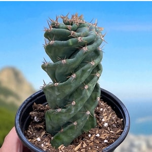 May include: A spiral-shaped cactus with sharp spines, planted in a black pot filled with soil and wood chips. The cactus has a vibrant green color and is set against a backdrop of a blue sky and a distant cityscape.