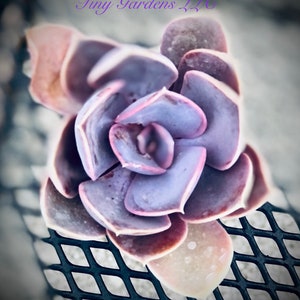 Echeveria &quot;Perle Von Nurnberg&quot; Succulent