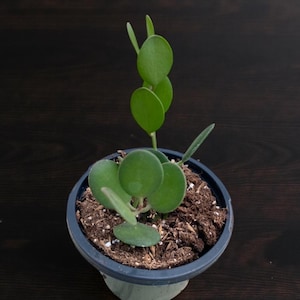 May include: A small potted succulent plant with round, green leaves. The plant is in a dark blue pot filled with soil. The background is a dark brown wooden surface. The plant has a few long, thin leaves.