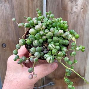 May include: A small potted String of Pearls succulent plant. The plant features trailing stems with small, round, bead-like leaves in shades of green and white. Some leaves have a pinkish hue. The pot is brown, and the background is a wooden fence.