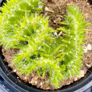 kaktus mit groer blte Sclerocactus schleseri SAMEN
