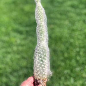 Opuntia del cactus dell&#39;uomo anziano