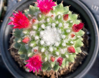 Mammillaria "magnimamma Toluca " Cactus - Etsy