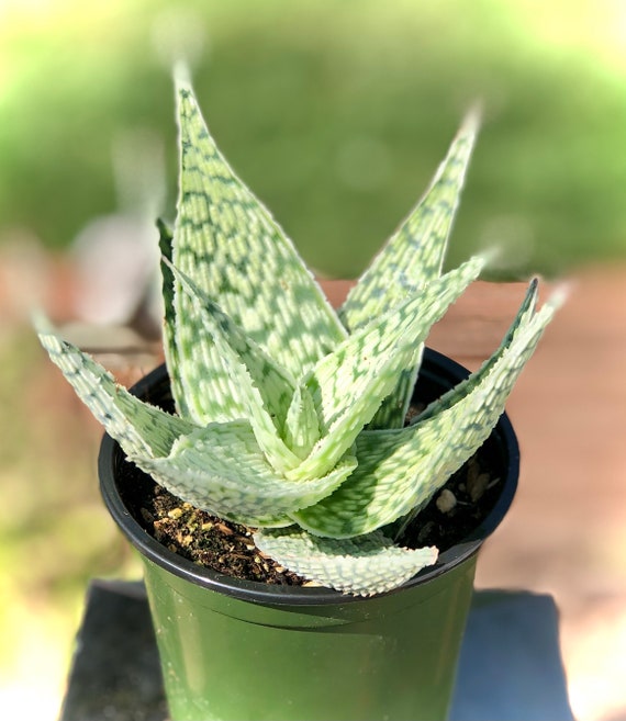 Aloe Delta Lights