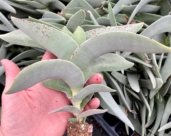 Crassula Falcata  - Helicopter or Propeller Plant