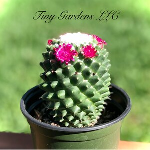 May include: A small green cactus with pink flowers in a green pot. The cactus is in a small pot and has a label that says "Tiny Gardens LLC".